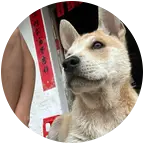 中华田园犬交流群 群聊头像
