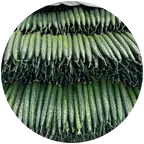 黄瓜种植管理2群 群聊头像