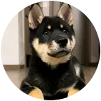 中华田园犬交流群 群聊头像
