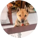 爱犬喂养救助交流群 群聊头像