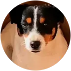 种公A.K犬友交流 群聊头像