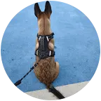 爱犬交流群 群聊头像
