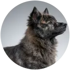 广鸣犬业俱乐部1 群聊头像