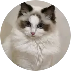 猫猫群 群聊头像