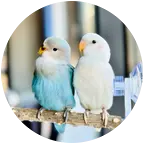 手养鹦鹉交流群🦜 群聊头像