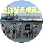 全球柴犬精英群 群聊头像