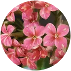 冯姐花园 群聊头像