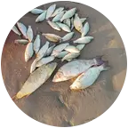 济南黄河钓鱼群 群聊头像