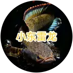 小东雷龙饲养，询问，探讨 群聊头像