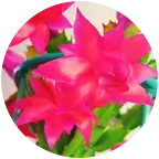 蟹爪兰交流群-爱花你就来1群 群聊头像