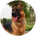 德国牧羊犬交流群 群聊头像