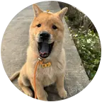 好朋狗一辈子🐕 群聊头像