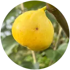 小豆土家无花果分享群 群聊头像