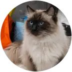 猫咪救助群 群聊头像