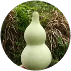 葫芦种植交流群 群聊头像
