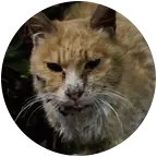 猫咪（蜜宝）救助群 群聊头像