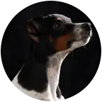 老八太仓犬爱好者交流群 群聊头像