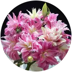 庭院花园花友交流群 群聊头像
