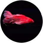 蝴蝶鲤交流群 群聊头像