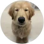 幼犬旺旺交流2 群聊头像
