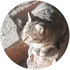 猫咪救助群 群聊头像