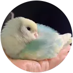 五彩小鹦宠 群聊头像