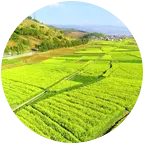 丰乐田园 群聊头像