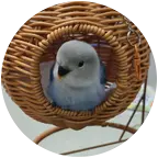 手养鹦鹉交流群🦜 群聊头像