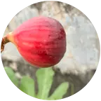 无花果群 群聊头像