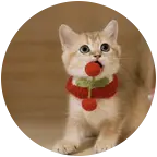 猫猫干饭突击队 群聊头像