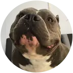🌟豫西🐶群～🐕💖 群聊头像