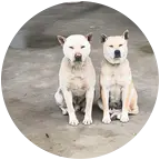 猎犬俱乐部 群聊头像