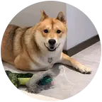 江浙沪田园犬找对象 群聊头像