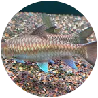 🐟鱼乐圈🐟 群聊头像