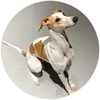 狗子的朋友圈🐶 群聊头像