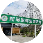 韧马生鲜生态农场3群 群聊头像