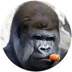 文玩人交流中心 群聊头像