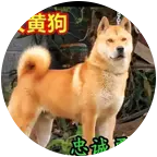 阿磊中华田园犬交流群 群聊头像