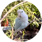 松松小屋🦜 群聊头像