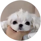 马子的幼儿园 群聊头像