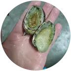 深圳大鹏，赶海小分队 群聊头像