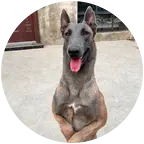 马犬爱好者交流群 群聊头像