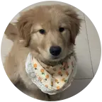幼犬旺旺交流1 群聊头像