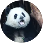 熊猫格格三妹专属群 群聊头像