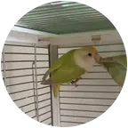 🦜鹦鹉交流互动群 群聊头像