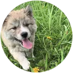三土垚田园犬群 群聊头像