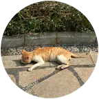 大橘子🐱口炎橘猫救助🆘 群聊头像