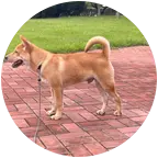 田园犬俱乐部2群 群聊头像