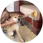 田园犬贝贝交流群 群聊头像