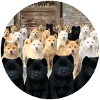 爱狗人士互相交流群 群聊头像